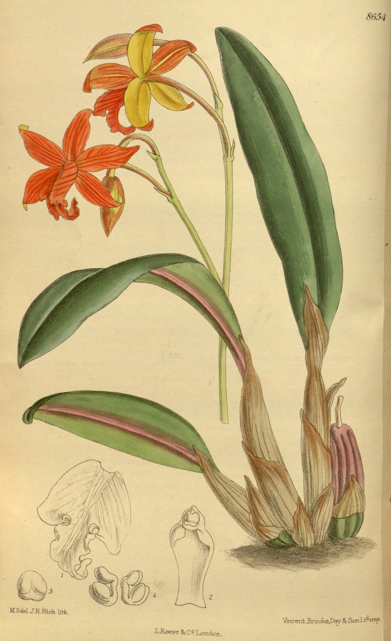 Sophrolaelia psyche, Orchidaceae de J.N. Fitch