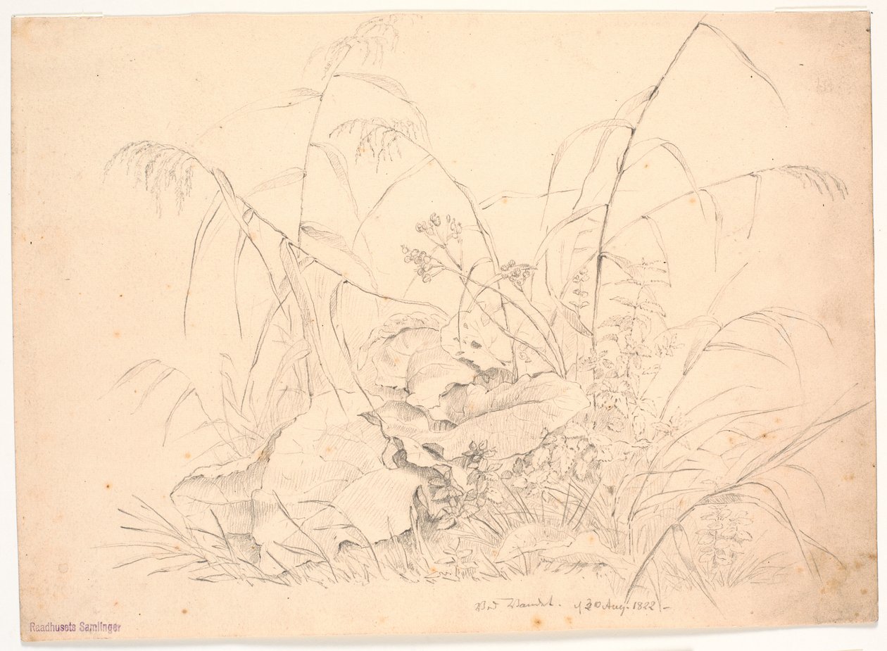 Estudio de plantas. Juncos y acederas de J.P. Møller