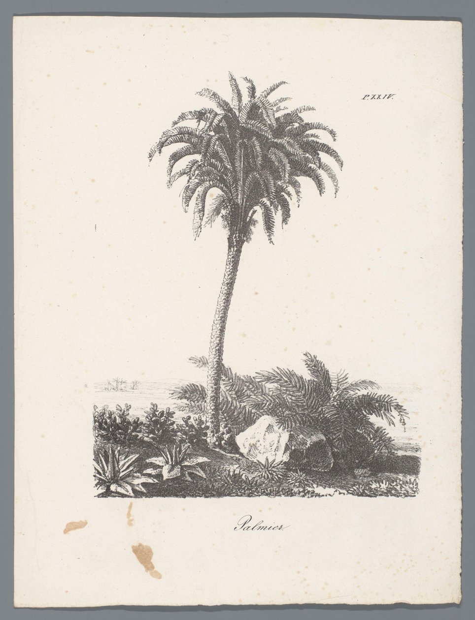 palmera Palmier (título sobre objeto) Estudios de árboles (título de la serie) Etudes d