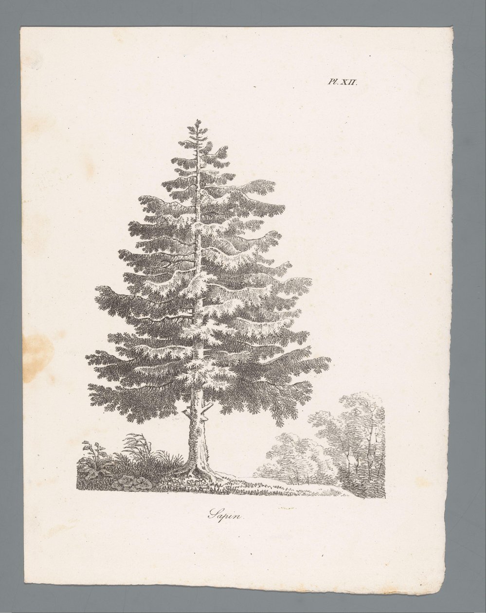 abeto blanco Sapin (título sobre el objeto) Estudios de árboles (título de la serie) Etudes d