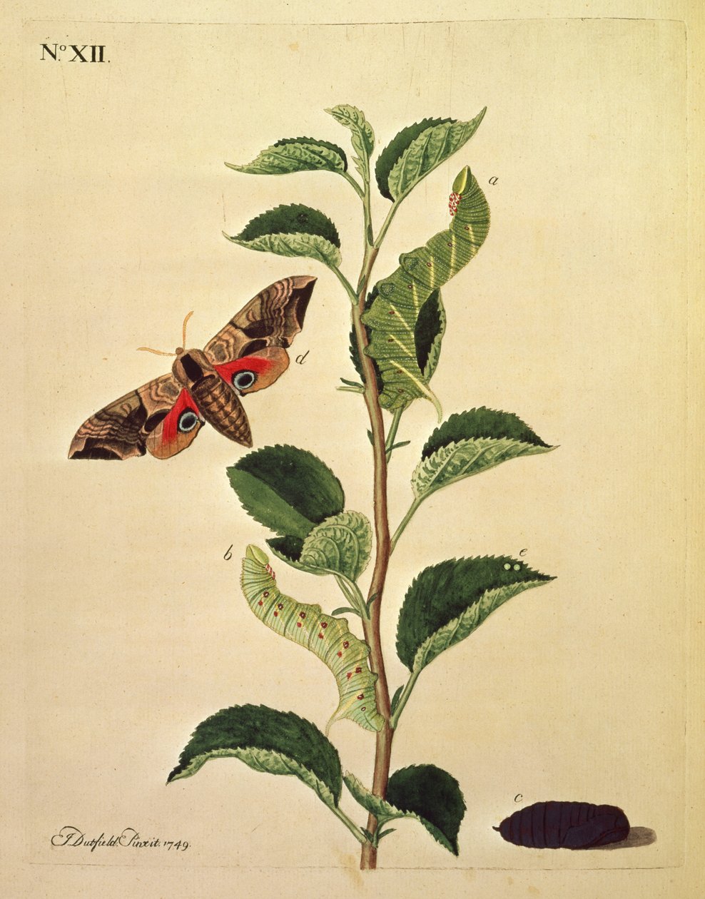 Mariposas, Orugas y Plantas: Lámina XII por J.Dutfield de J. Dutfield