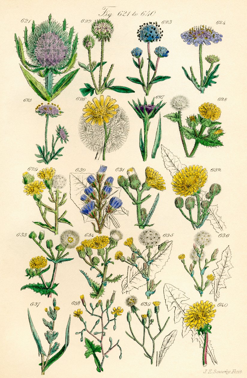 Página de ilustraciones en color de British Wild Flowers según una obra de J. E. Sowerby y C. P. Johnson de J. E. and Johnson C. P.  Sowerby