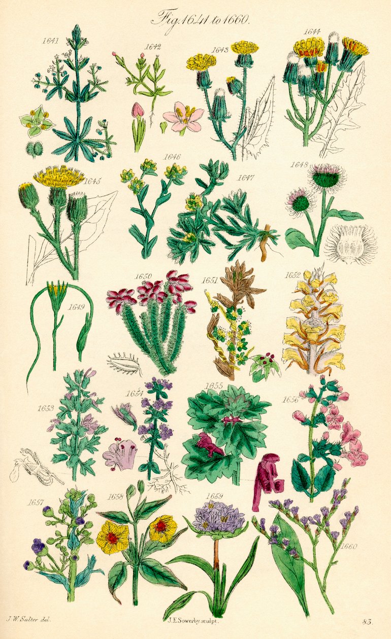 Página de ilustraciones en color de British Wild Flowers según una obra de J. E. Sowerby y C. P. Johnson de J. E. and Johnson C. P.  Sowerby