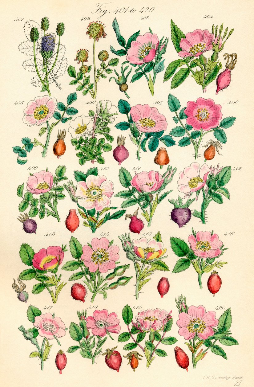 Página de ilustraciones en color de British Wild Flowers según una obra de J. E. Sowerby y C. P. Johnson de J. E. and Johnson C. P.  Sowerby