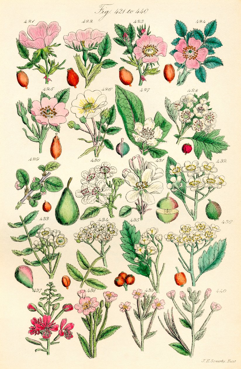 Página de ilustraciones en color de British Wild Flowers según una obra de J. E. Sowerby y C. P. Johnson de J. E. and Johnson C. P.  Sowerby