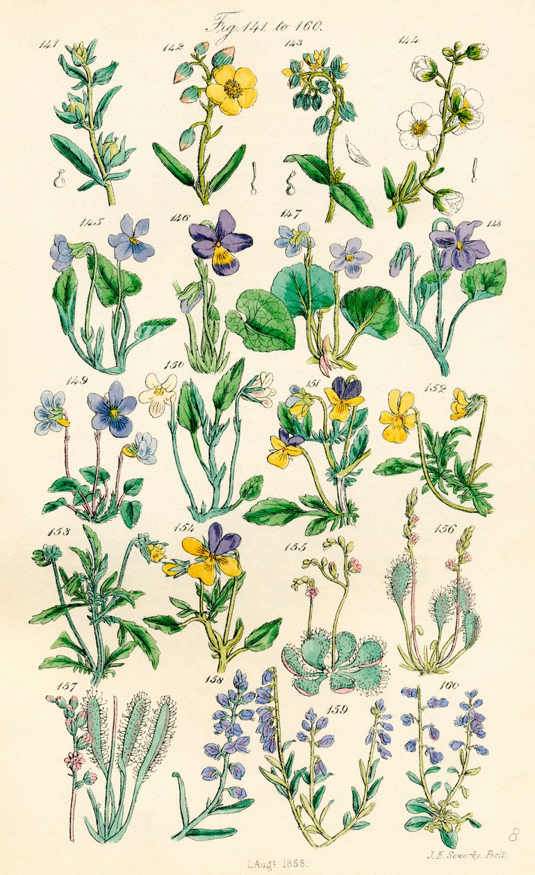 Página de ilustraciones en color de British Wild Flowers según una obra de J. E. Sowerby y C. P. Johnson de J. E. and Johnson C. P.  Sowerby