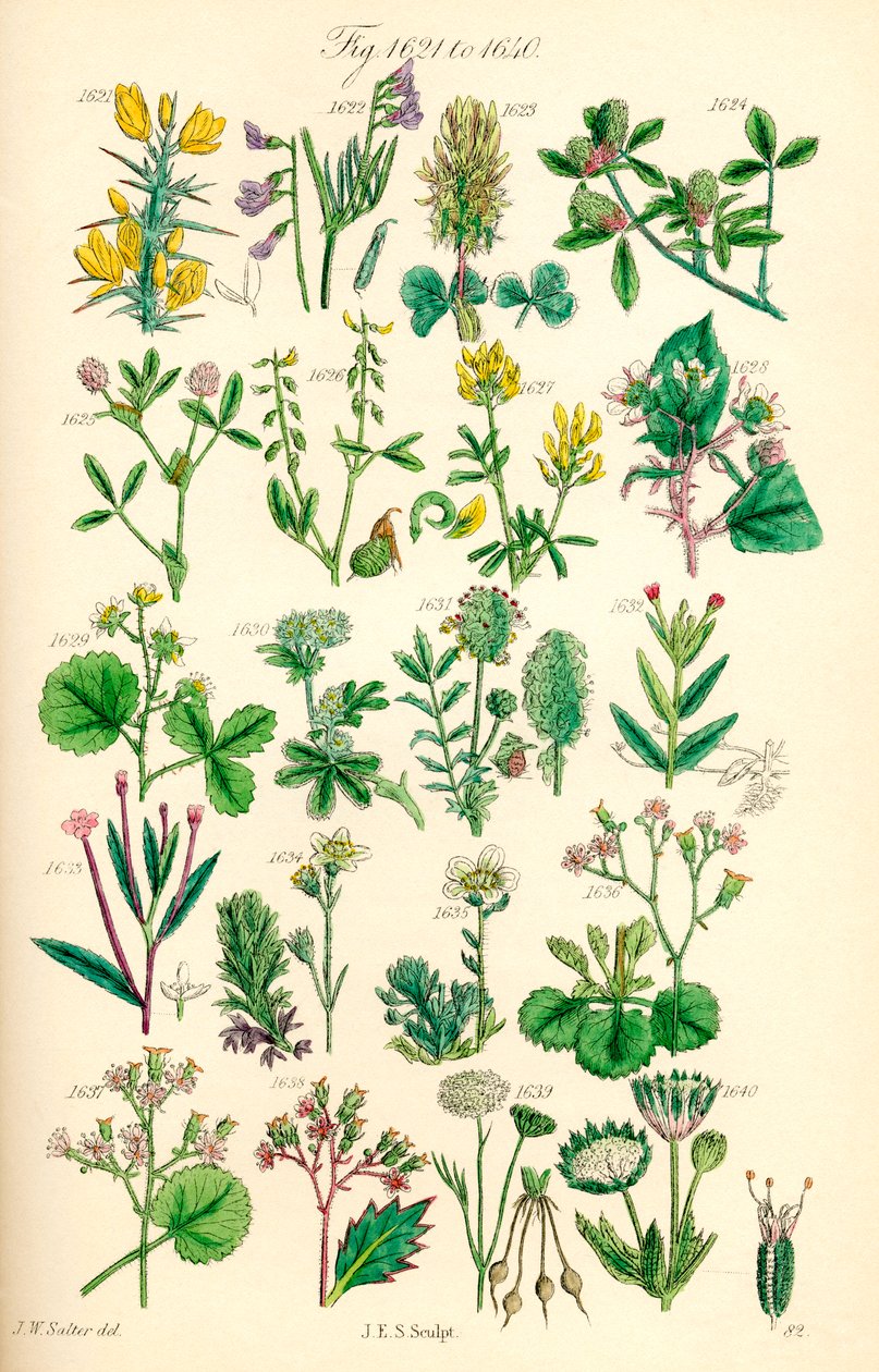 Página de ilustraciones en color de British Wild Flowers según una obra de J. E. Sowerby y C. P. Johnson de J. E. and Johnson C. P.  Sowerby