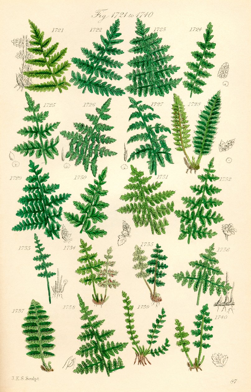 Página de ilustraciones en color de British Wild Flowers según una obra de J. E. Sowerby y C. P. Johnson de J. E. and Johnson C. P.  Sowerby