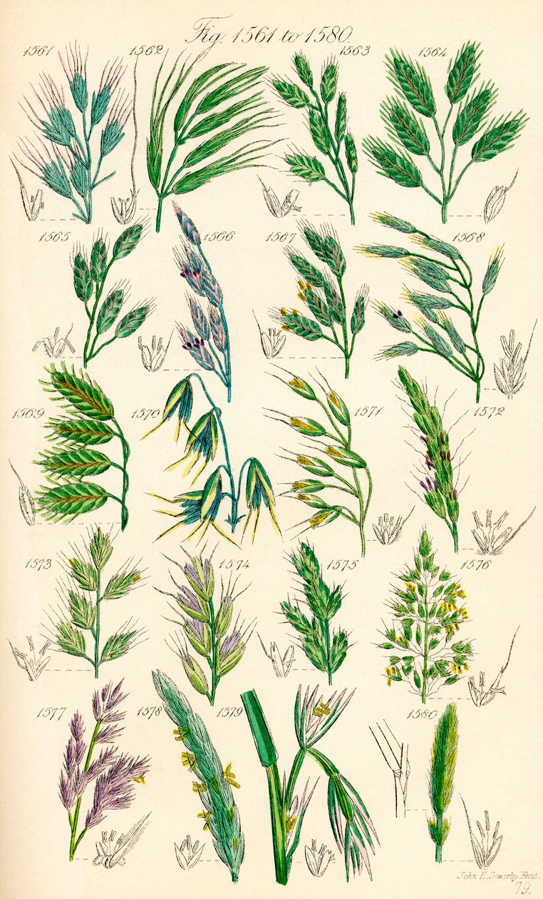 Página de ilustraciones en color de British Wild Flowers según una obra de J. E. Sowerby y C. P. Johnson de J. E. and Johnson C. P.  Sowerby