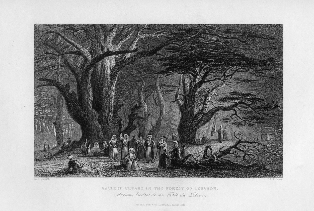 Cedros antiguos en el bosque del Líbano de J. Redaway