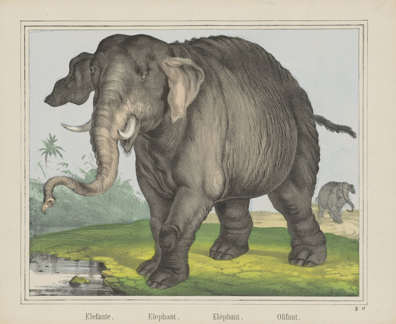 Elefante. / Elefante. / Elefante. / Olifant (título sobre objeto) de J. Scotti