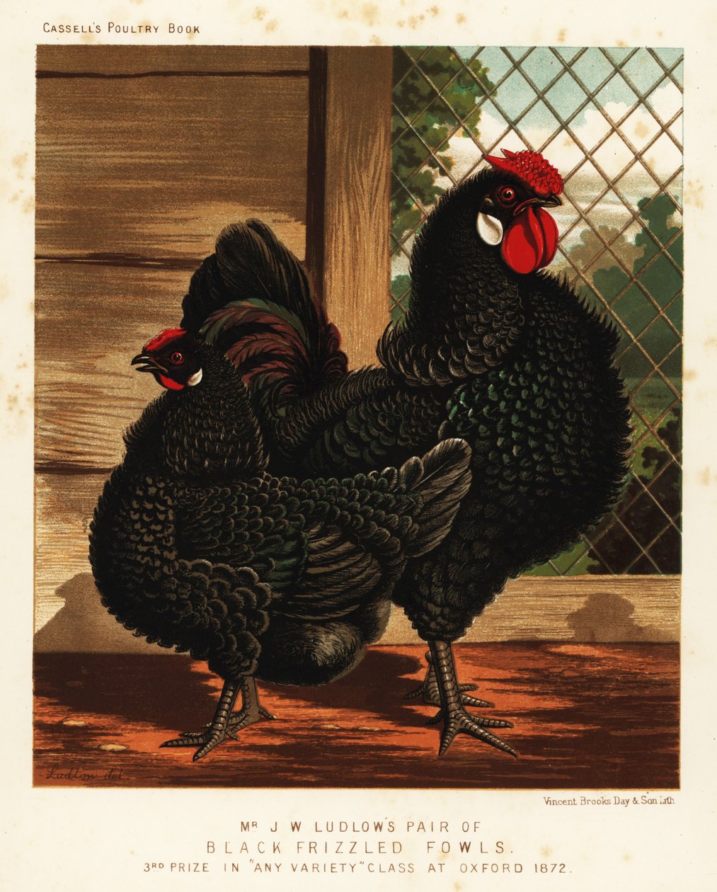 Gallos y gallinas negros y encrespados de J. W. (after) Ludlow