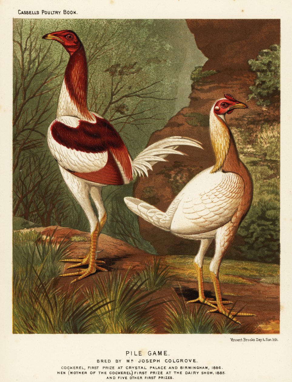 Juego de pila, gallo y gallina de J. W. (after) Ludlow
