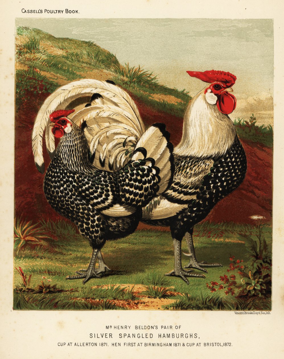 Gallo y gallina de Hamburgo de lentejuelas plateadas de J. W. (after) Ludlow