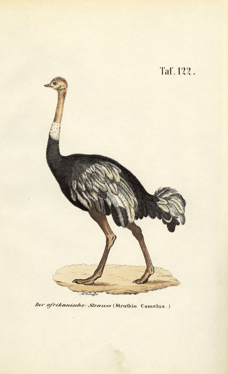  de J. W. Tenhaeff