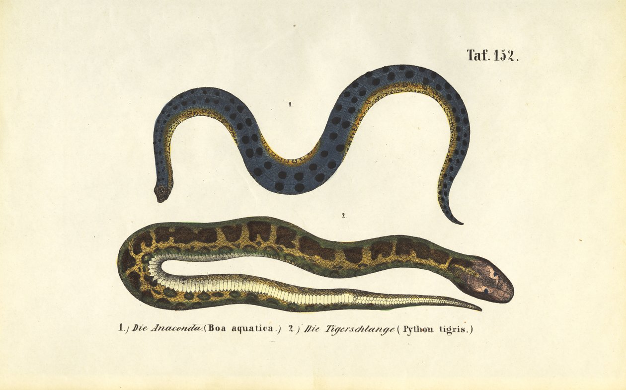Anaconda y pitón india de J. W. Tenhaeff