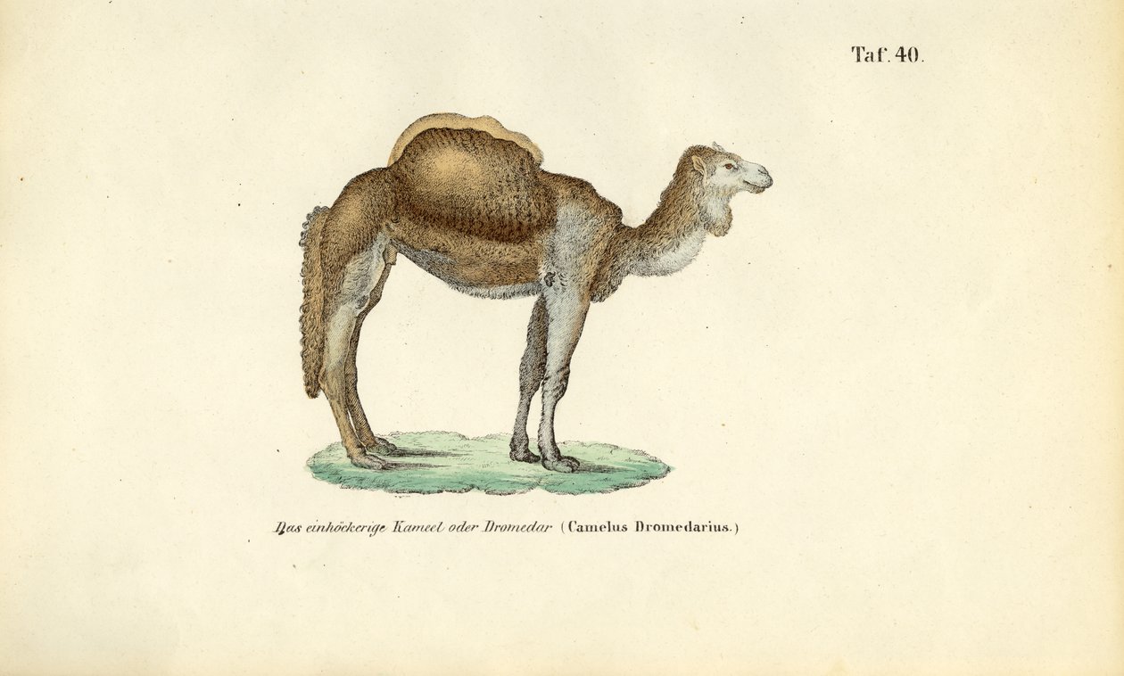Camello árabe o dromedario de J. W. Tenhaeff