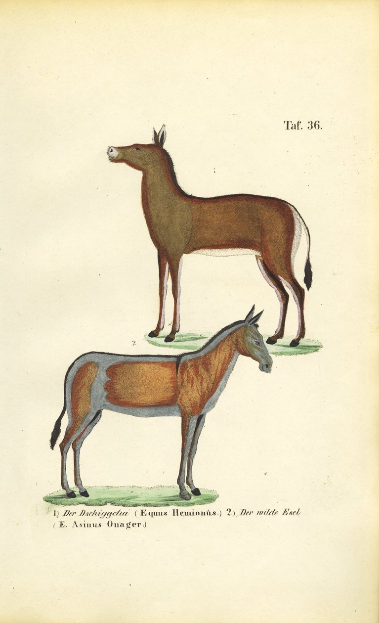 Caballos salvajes asiáticos: Dziggetai y Onager de J. W. Tenhaeff