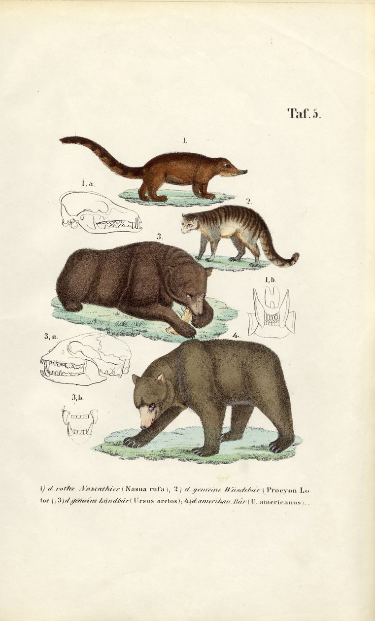 Osos y carnívoros afines con detalles del cráneo de J. W. Tenhaeff