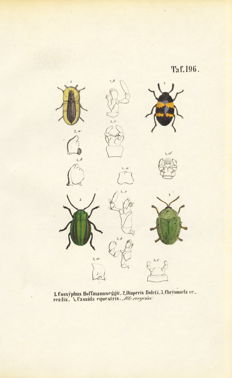  de J. W. Tenhaeff