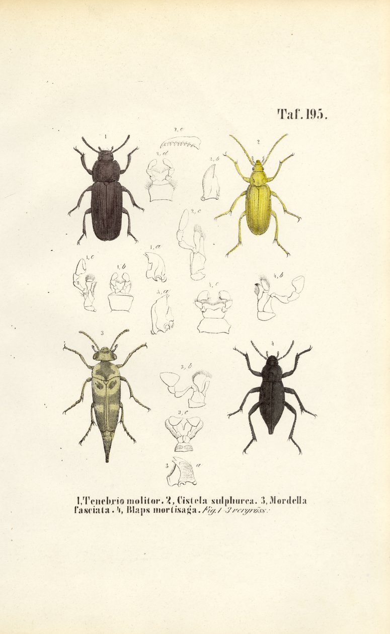  de J. W. Tenhaeff