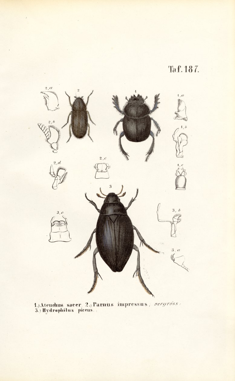 Escarabajos de las familias Scarabaeidae e Hydrophilidae con detalles anatómicos de J. W. Tenhaeff