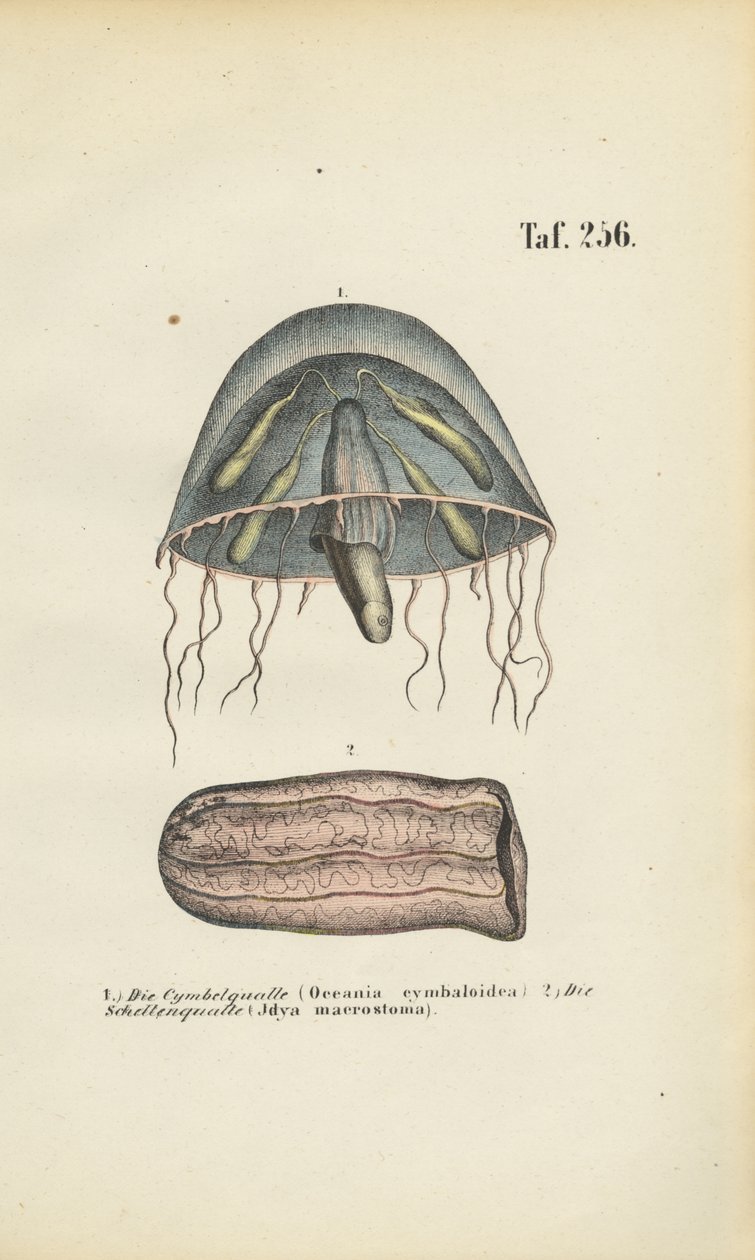  de J. W. Tenhaeff