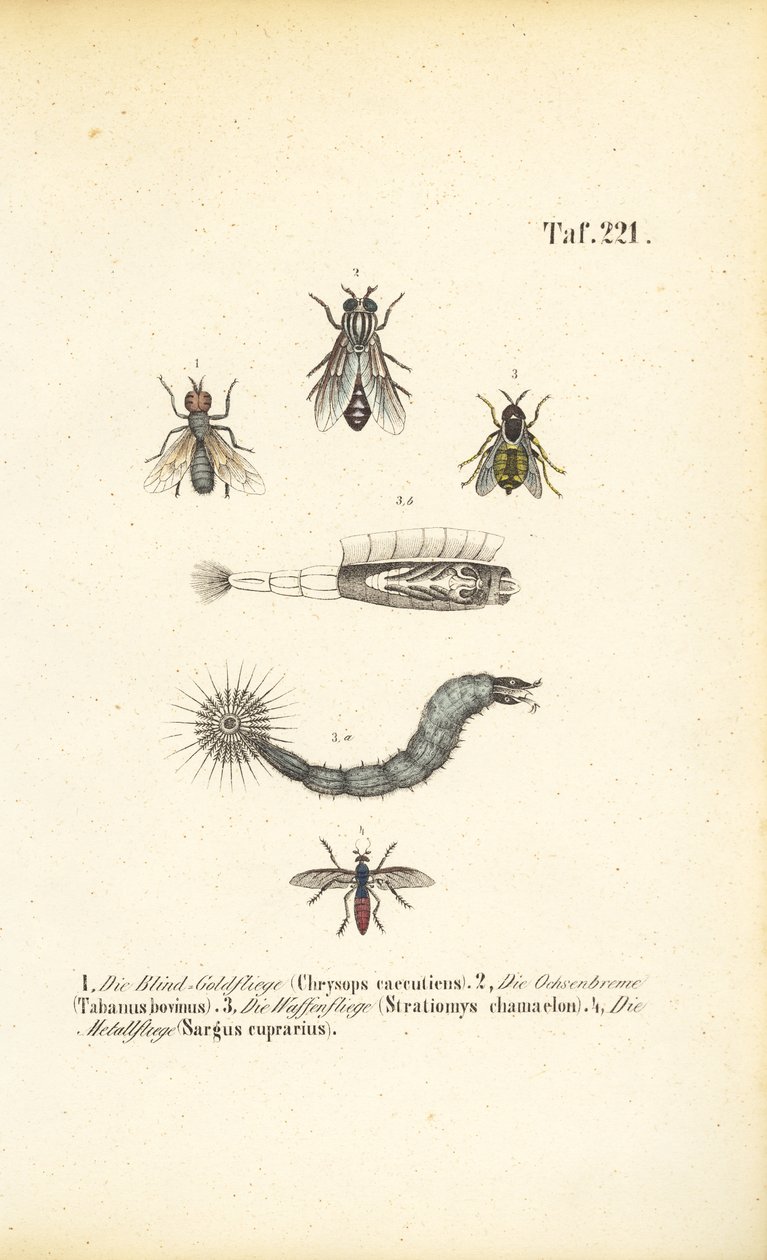  de J. W. Tenhaeff