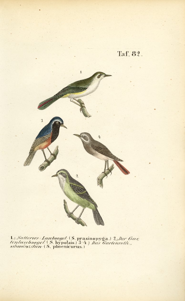 Curruca perdicera y colirrojo tizón de J. W. Tenhaeff