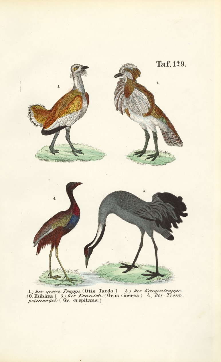  de J. W. Tenhaeff