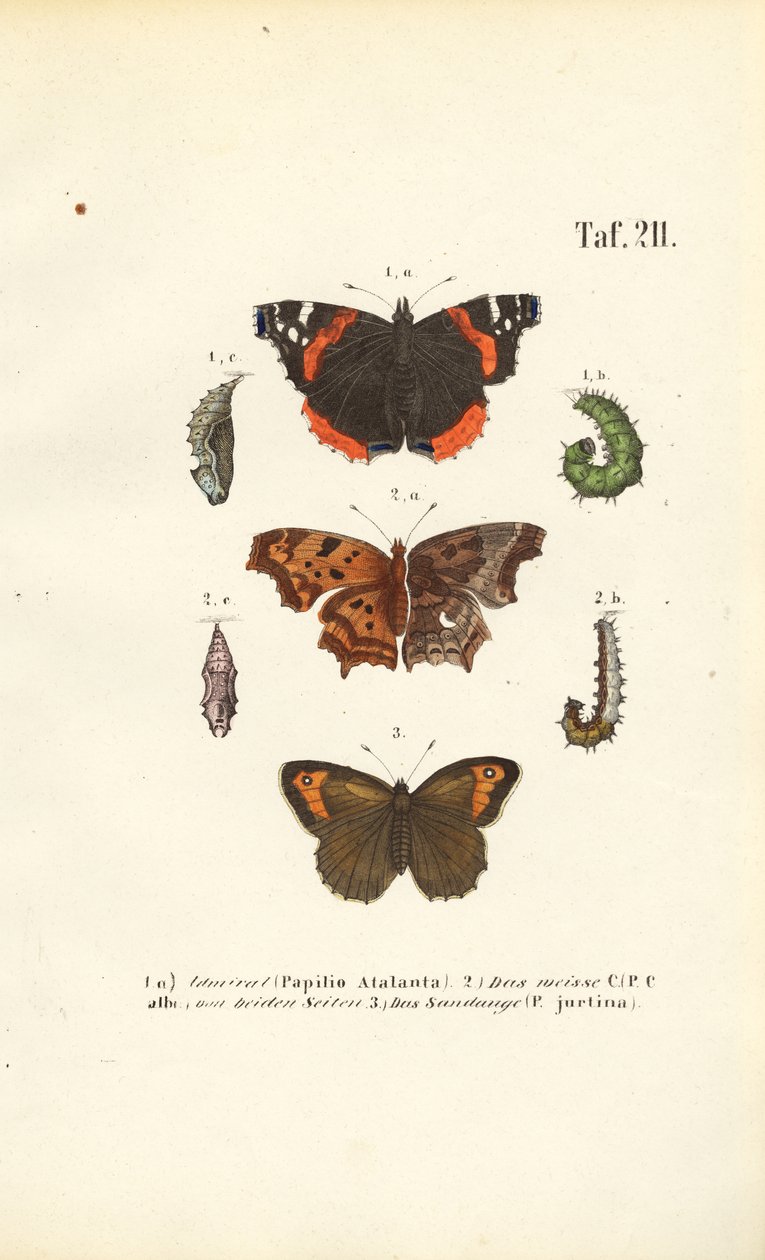 Las mariposas y sus fases de desarrollo de J. W. Tenhaeff