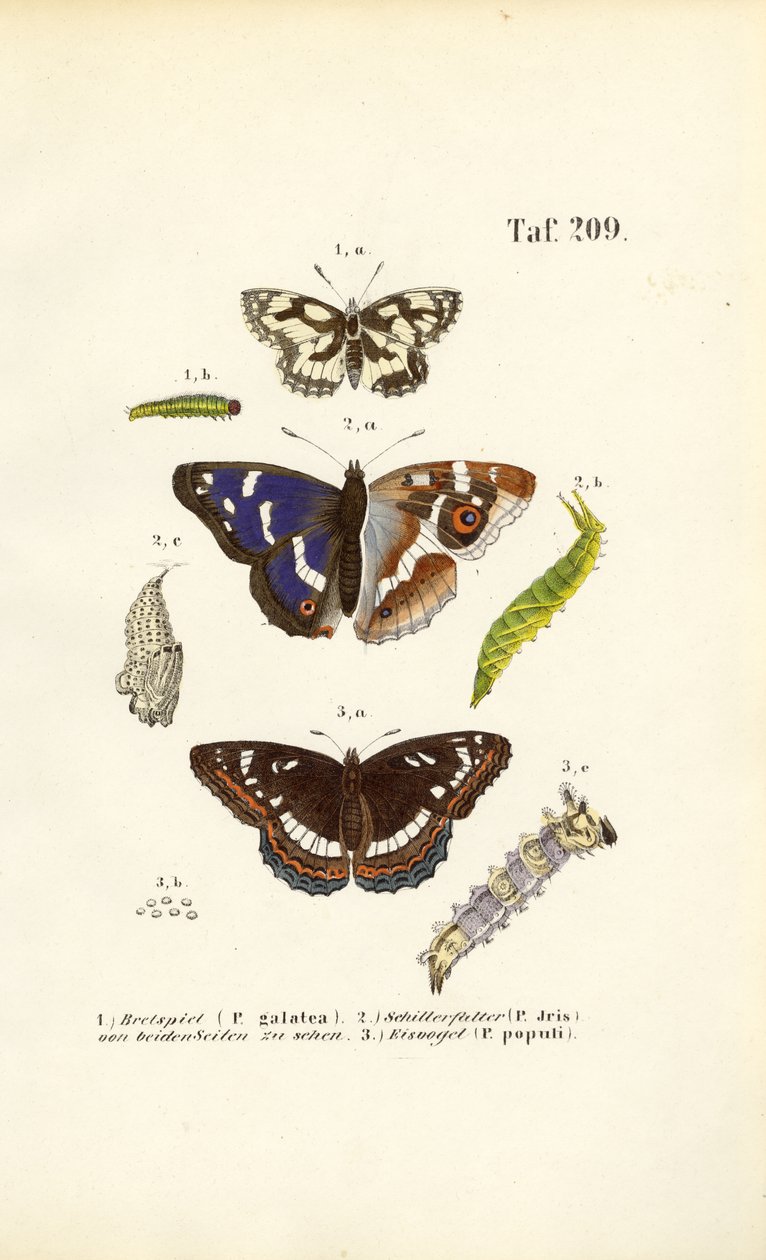 Mariposas con orugas y fases de metamorfosis de J. W. Tenhaeff