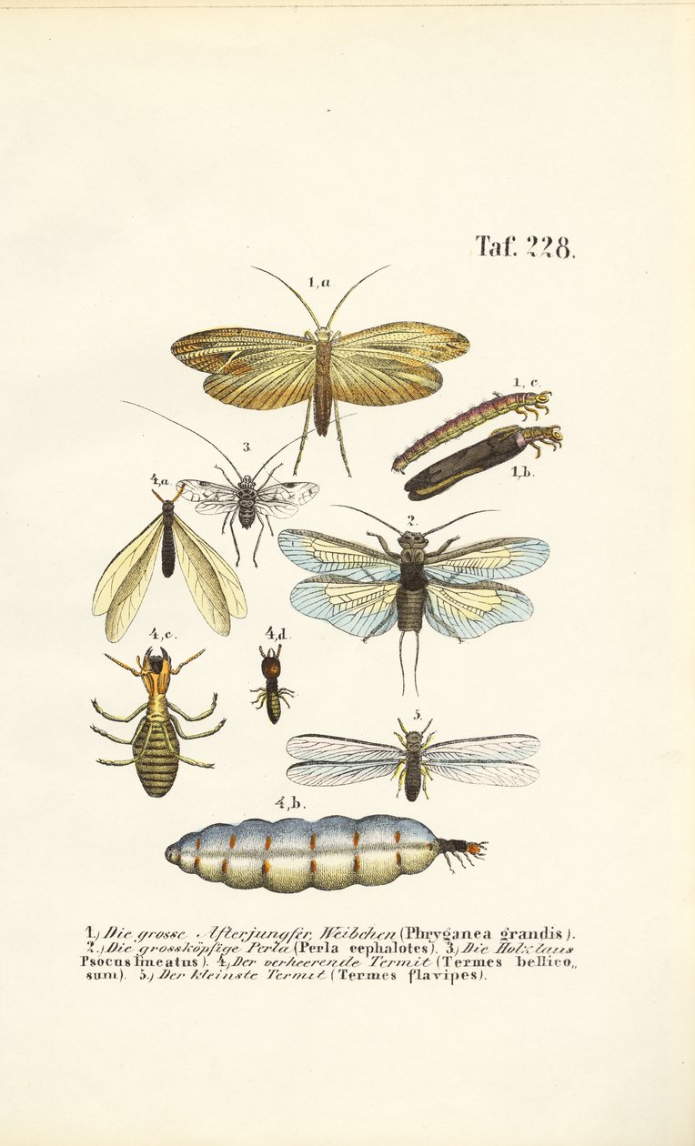  de J. W. Tenhaeff