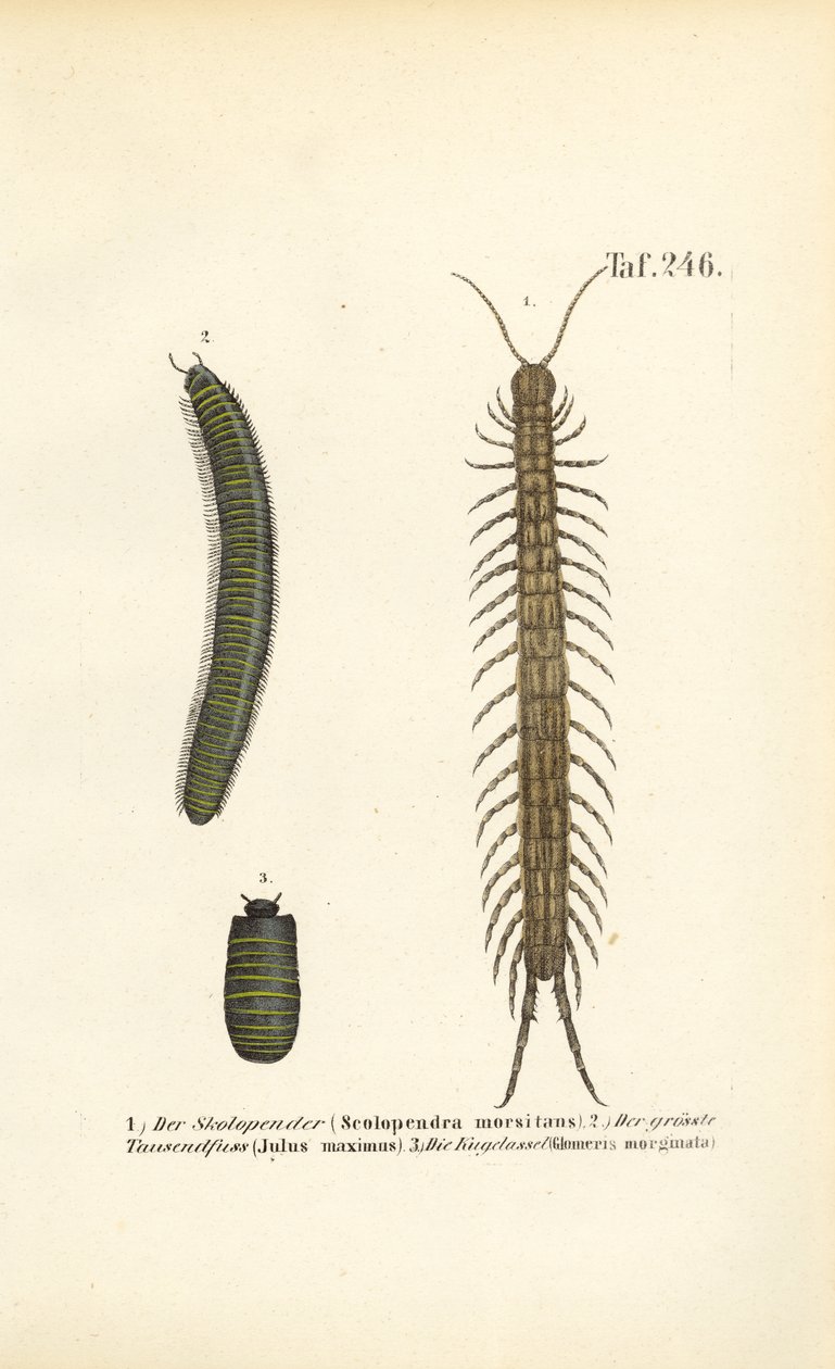 Ciempiés, milpiés y cochinillas de la píldora de J. W. Tenhaeff