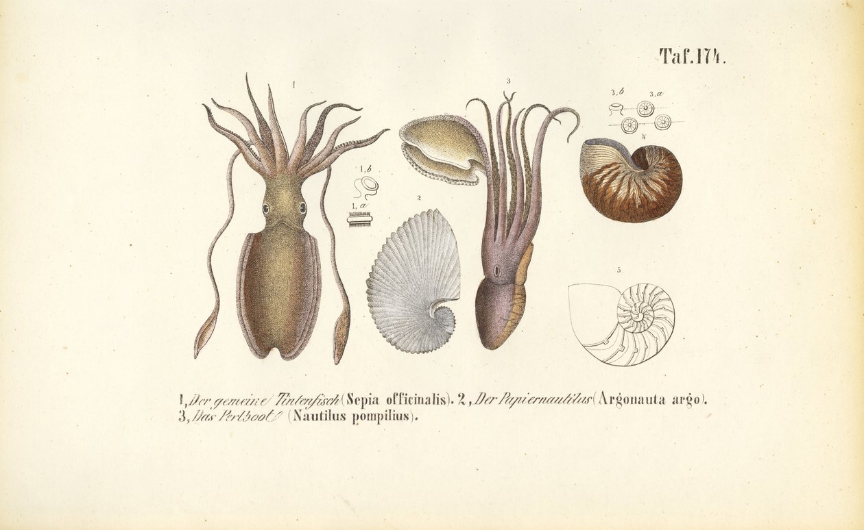  de J. W. Tenhaeff