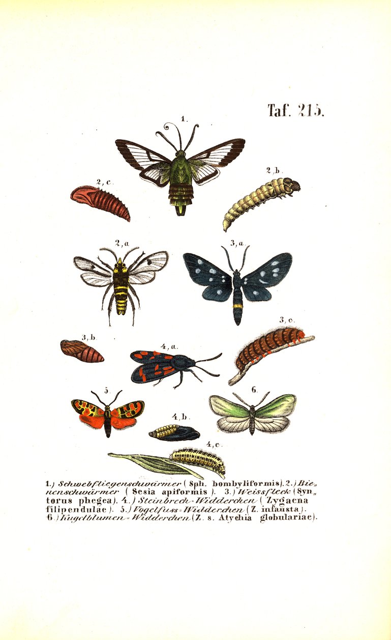  de J. W. Tenhaeff