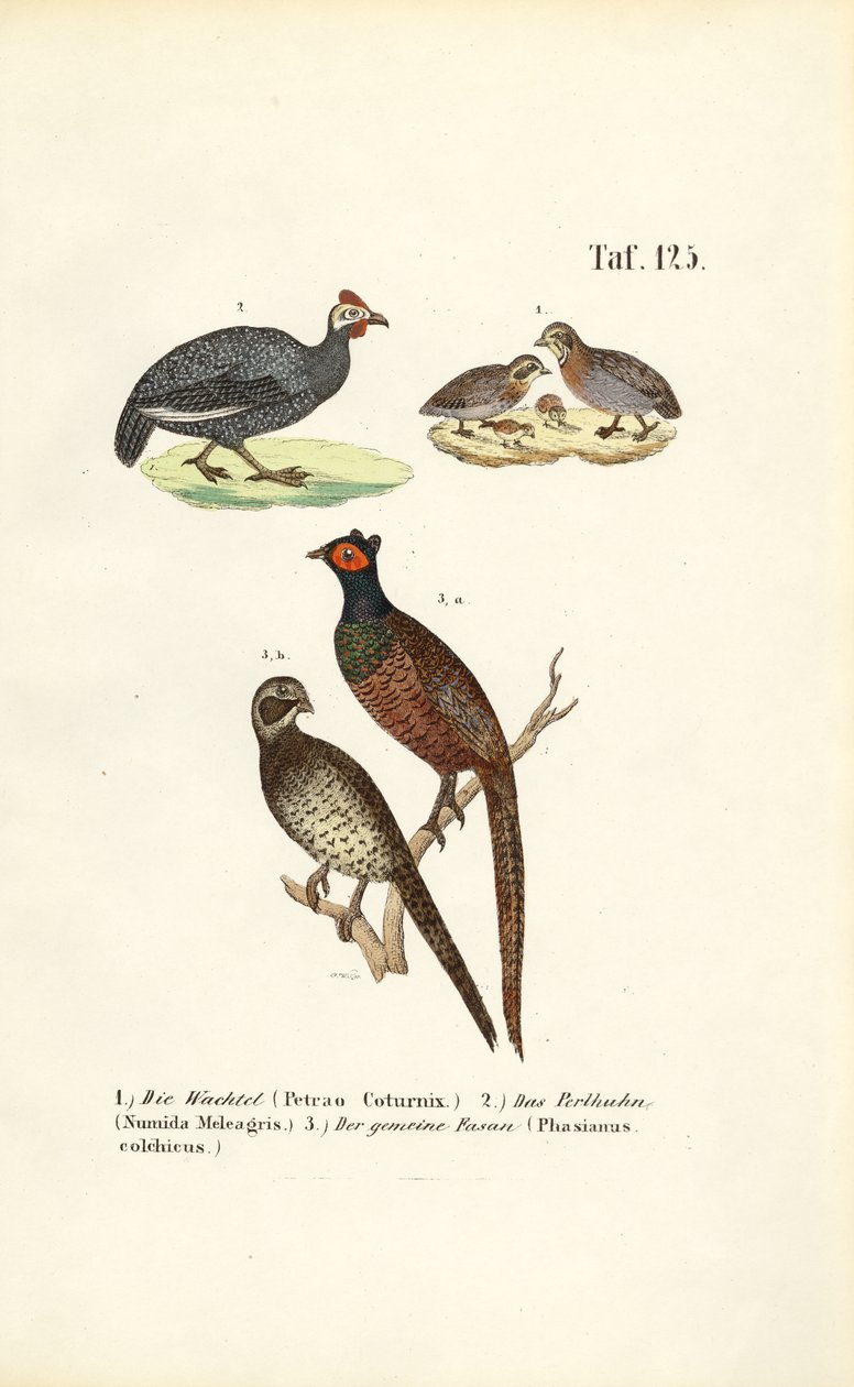  de J. W. Tenhaeff