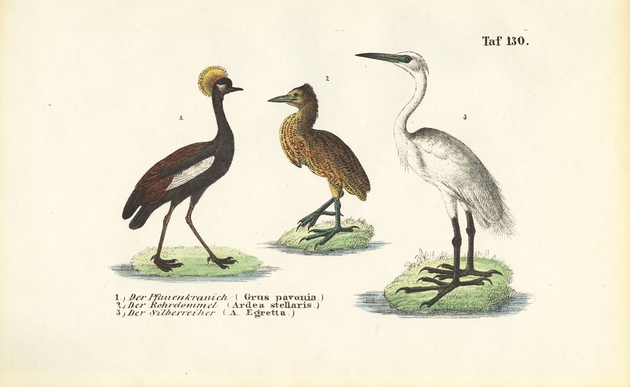  de J. W. Tenhaeff