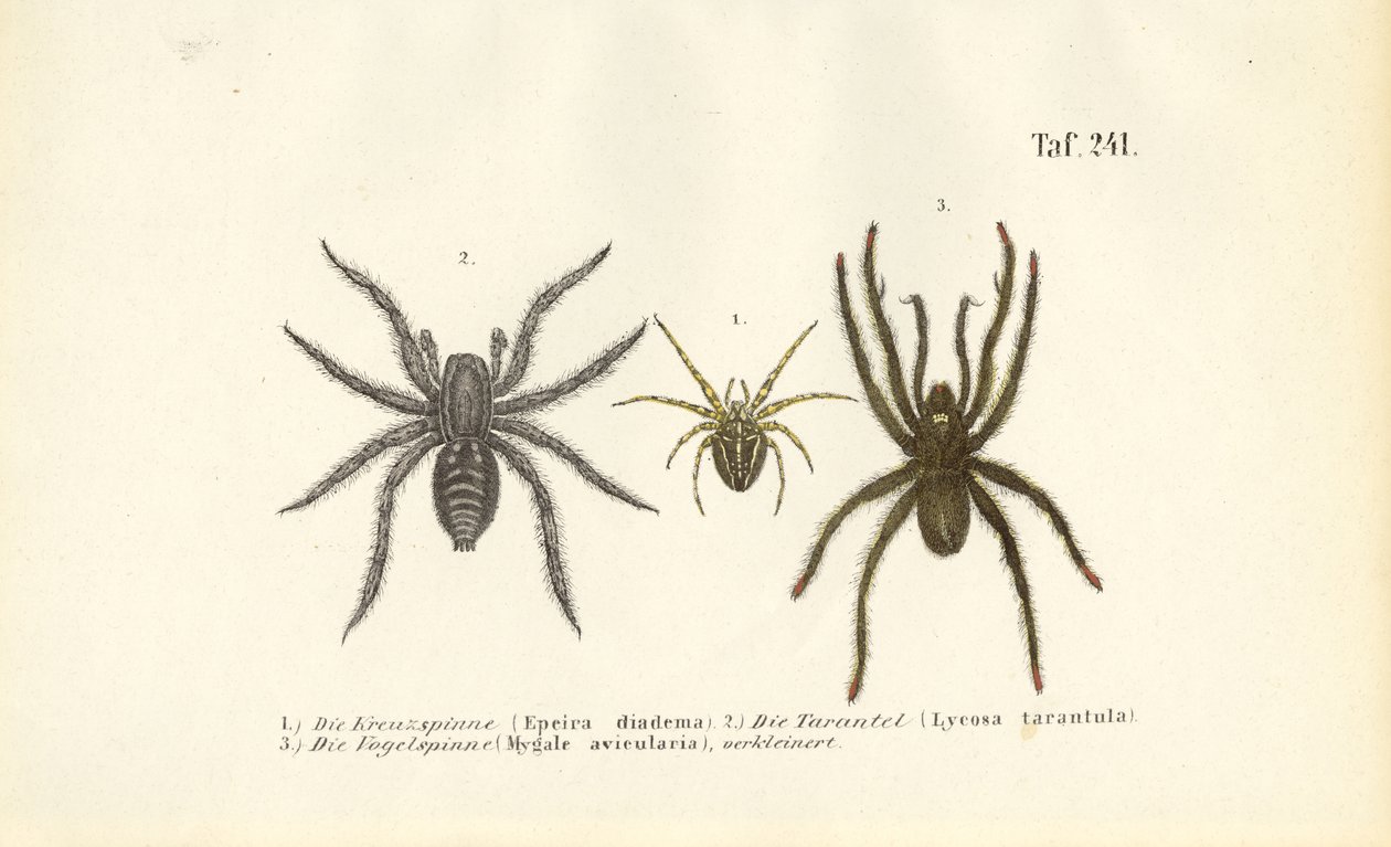  de J. W. Tenhaeff