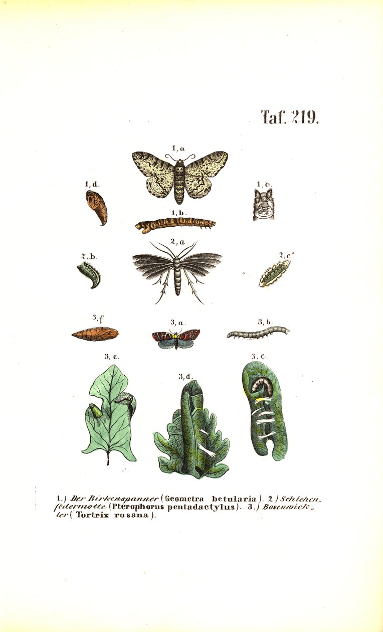 Ciclo de desarrollo de las mariposas con efectos nocivos de J. W. Tenhaeff