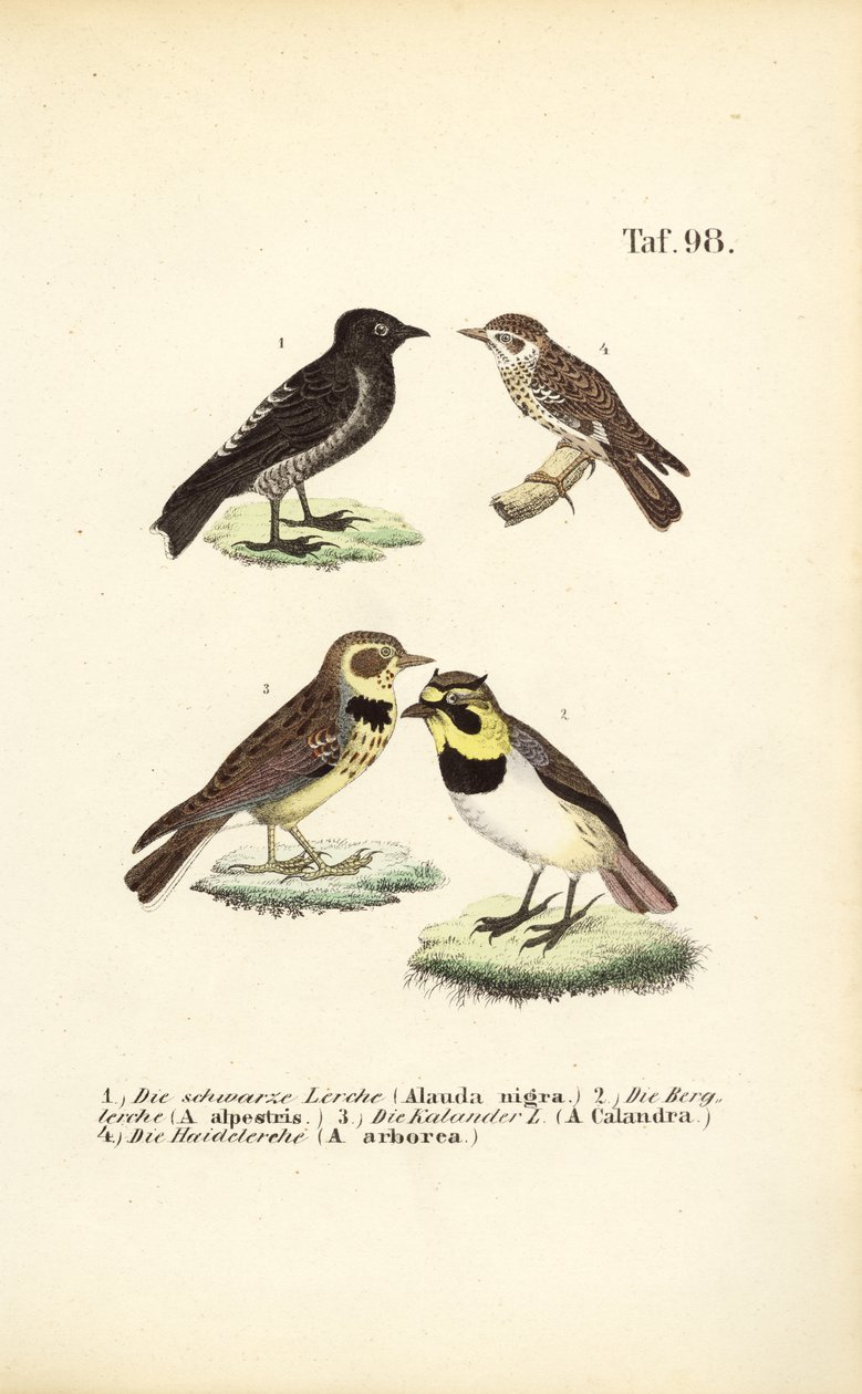  de J. W. Tenhaeff