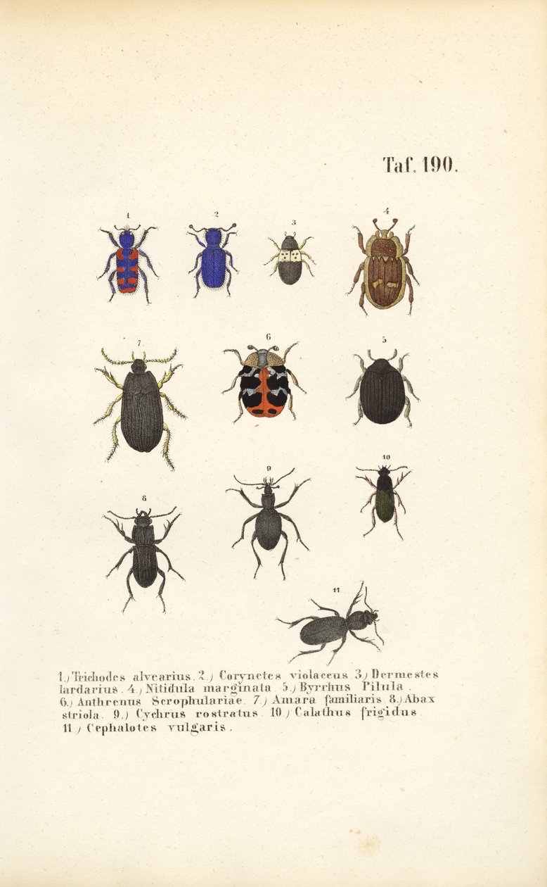  de J. W. Tenhaeff