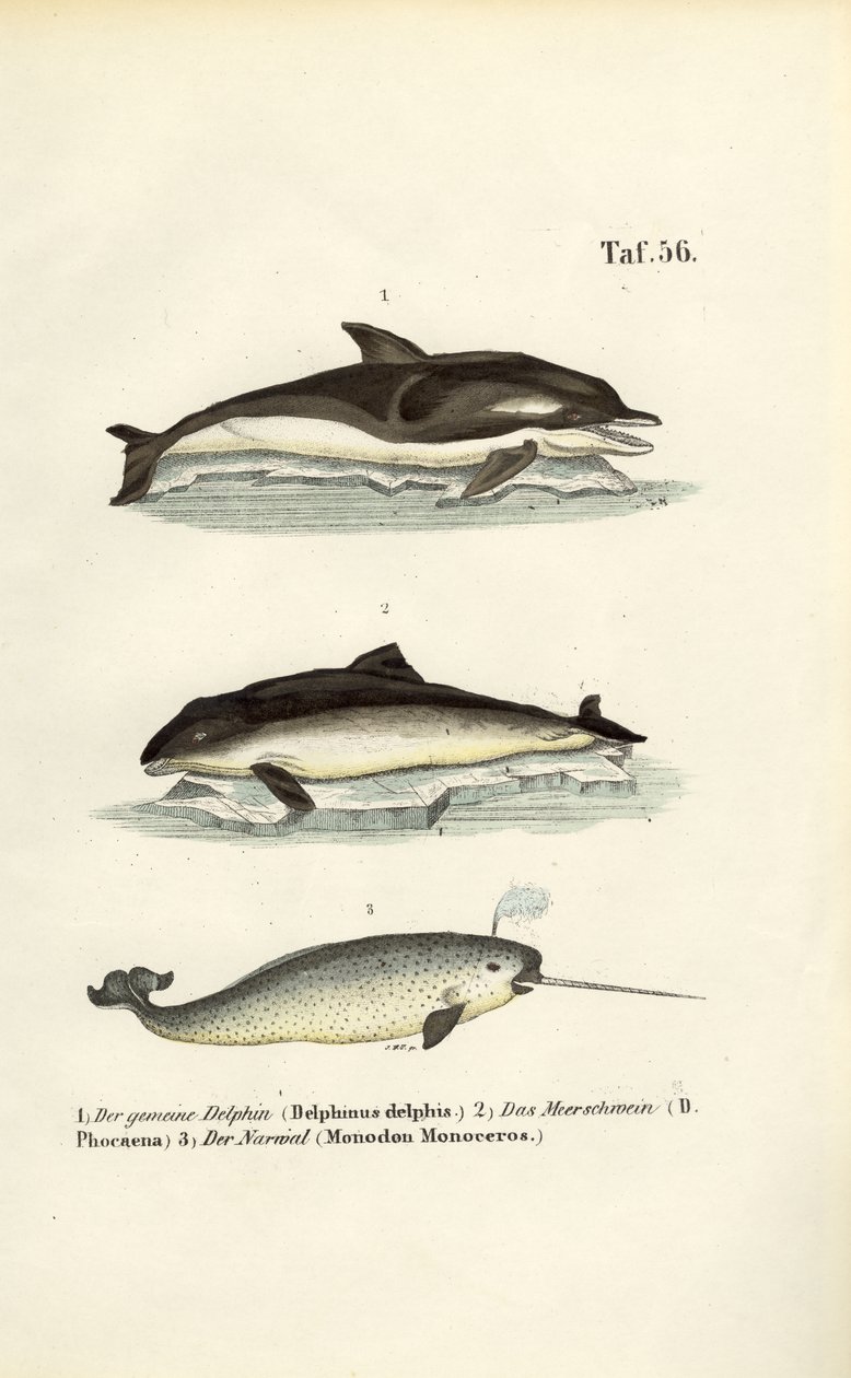  de J. W. Tenhaeff