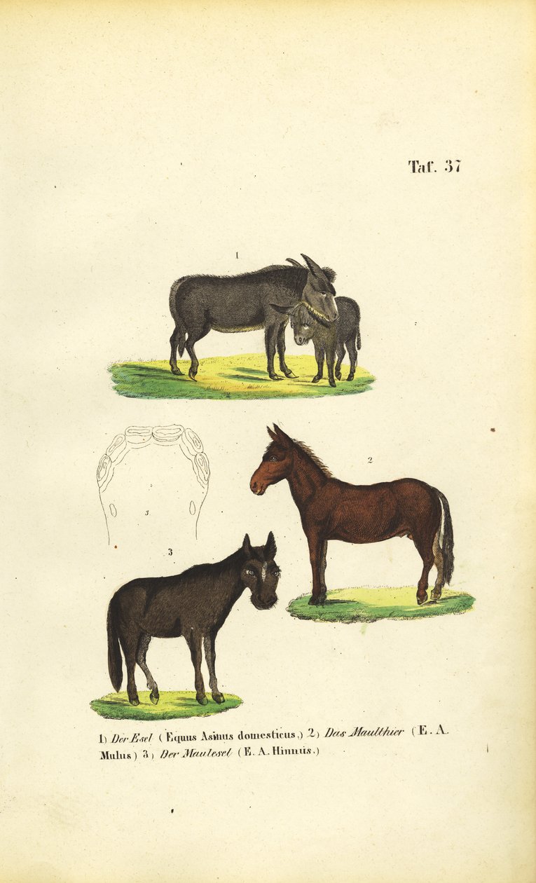  de J. W. Tenhaeff