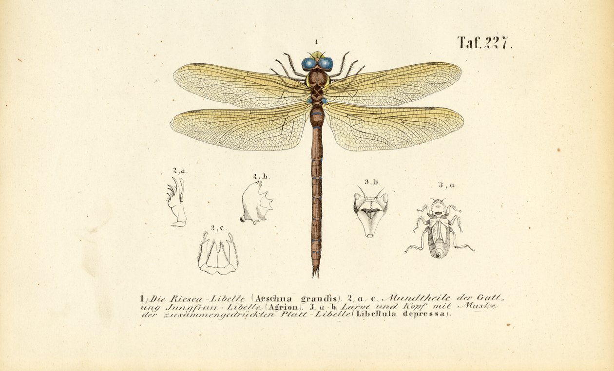 Libélulas con sus piezas bucales y larvas de J. W. Tenhaeff
