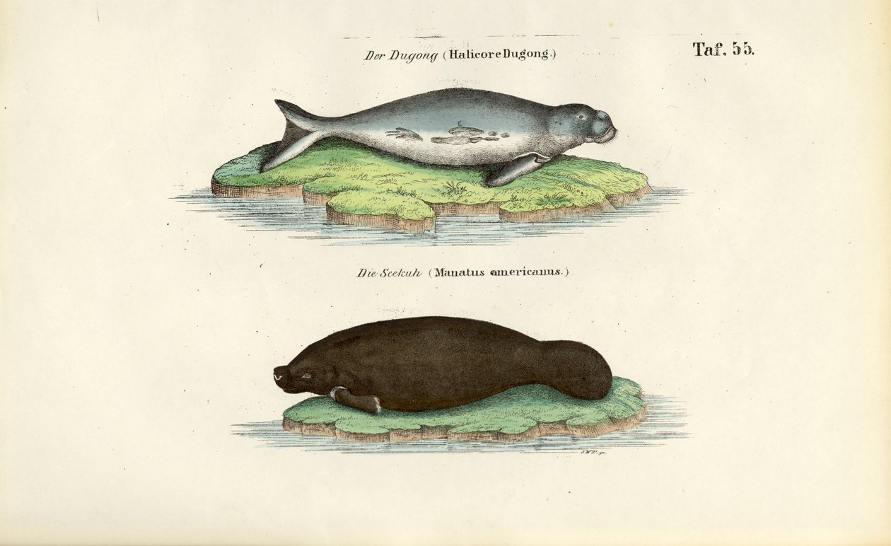 Dugongo y manatí de J. W. Tenhaeff