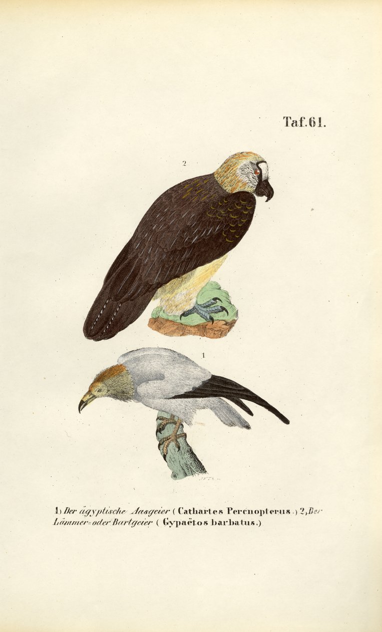  de J. W. Tenhaeff