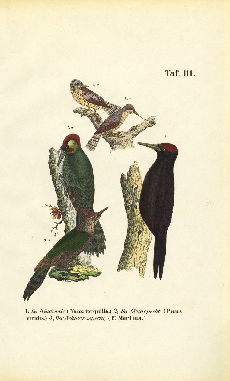  de J. W. Tenhaeff
