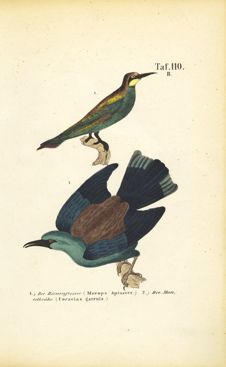  de J. W. Tenhaeff