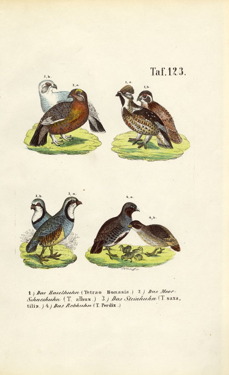 Especies europeas de urogallos y perdices de J. W. Tenhaeff